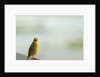 Kenya, Amboseli National Park, yellow canary or Weaver by Anonymous