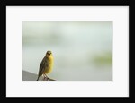 Kenya, Amboseli National Park, yellow canary or Weaver by Anonymous