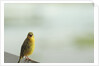 Kenya, Amboseli National Park, yellow canary or Weaver by Anonymous