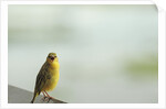 Kenya, Amboseli National Park, yellow canary or Weaver by Anonymous