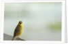 Kenya, Amboseli National Park, yellow canary or Weaver by Anonymous