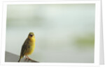 Kenya, Amboseli National Park, yellow canary or Weaver by Anonymous