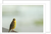 Kenya, Amboseli National Park, yellow canary or Weaver by Anonymous