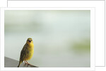 Kenya, Amboseli National Park, yellow canary or Weaver by Anonymous