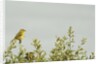 Kenya, Amboseli National Park, yellow canary or Weaver by Anonymous