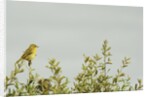 Kenya, Amboseli National Park, yellow canary or Weaver by Anonymous