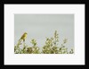 Kenya, Amboseli National Park, yellow canary or Weaver by Anonymous