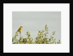 Kenya, Amboseli National Park, yellow canary or Weaver by Anonymous