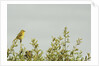 Kenya, Amboseli National Park, yellow canary or Weaver by Anonymous