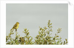 Kenya, Amboseli National Park, yellow canary or Weaver by Anonymous