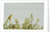 Kenya, Amboseli National Park, yellow canary or Weaver by Anonymous