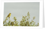 Kenya, Amboseli National Park, yellow canary or Weaver by Anonymous