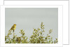 Kenya, Amboseli National Park, yellow canary or Weaver by Anonymous