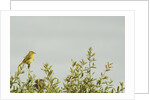 Kenya, Amboseli National Park, yellow canary or Weaver by Anonymous