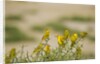 Kenya, Amboseli National Park, Yellow canary or weaver by Anonymous