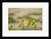 Kenya, Amboseli National Park, Yellow canary or weaver by Anonymous