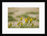 Kenya, Amboseli National Park, Yellow canary or weaver by Anonymous
