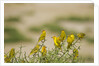 Kenya, Amboseli National Park, Yellow canary or weaver by Anonymous