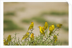 Kenya, Amboseli National Park, Yellow canary or weaver by Anonymous