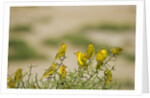 Kenya, Amboseli National Park, Yellow canary or weaver by Anonymous