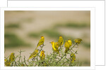 Kenya, Amboseli National Park, Yellow canary or weaver by Anonymous