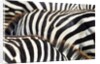 Kenya, Amboseli National Park, close up on zebra stripes by Corbis