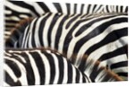 Kenya, Amboseli National Park, close up on zebra stripes by Anonymous