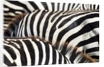 Kenya, Amboseli National Park, close up on zebra stripes by Corbis