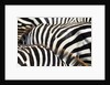 Kenya, Amboseli National Park, close up on zebra stripes by Anonymous