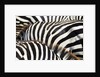 Kenya, Amboseli National Park, close up on zebra stripes by Corbis