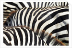 Kenya, Amboseli National Park, close up on zebra stripes by Corbis