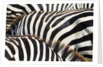 Kenya, Amboseli National Park, close up on zebra stripes by Corbis