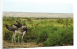 Kenya, Amboseli National Park, 2 female ostrich by Anonymous