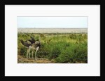 Kenya, Amboseli National Park, 2 female ostrich by Anonymous