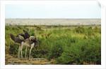 Kenya, Amboseli National Park, 2 female ostrich by Anonymous