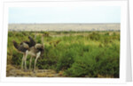 Kenya, Amboseli National Park, 2 female ostrich by Anonymous