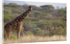 Kenya, Laikipia, Il Ngwesi, Reticulated Giraffe in the bush by Anonymous