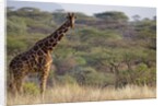 Kenya, Laikipia, Il Ngwesi, Reticulated Giraffe in the bush by Anonymous