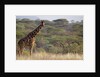 Kenya, Laikipia, Il Ngwesi, Reticulated Giraffe in the bush by Anonymous
