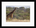 Kenya, Laikipia, Il Ngwesi, Reticulated Giraffe in the bush by Anonymous