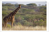 Kenya, Laikipia, Il Ngwesi, Reticulated Giraffe in the bush by Anonymous