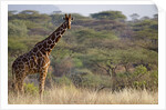 Kenya, Laikipia, Il Ngwesi, Reticulated Giraffe in the bush by Anonymous