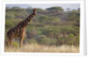 Kenya, Laikipia, Il Ngwesi, Reticulated Giraffe in the bush by Anonymous