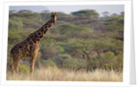 Kenya, Laikipia, Il Ngwesi, Reticulated Giraffe in the bush by Anonymous