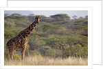 Kenya, Laikipia, Il Ngwesi, Reticulated Giraffe in the bush by Anonymous