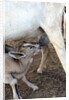 Kenya, Laikipia, Il Ngwesi, goat feeding her baby by Anonymous