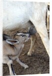 Kenya, Laikipia, Il Ngwesi, goat feeding her baby by Anonymous