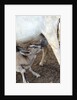 Kenya, Laikipia, Il Ngwesi, goat feeding her baby by Anonymous