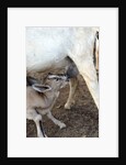 Kenya, Laikipia, Il Ngwesi, goat feeding her baby by Anonymous