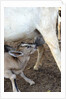 Kenya, Laikipia, Il Ngwesi, goat feeding her baby by Anonymous